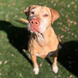 Ada, Pei, Shar, senior, available for adoption