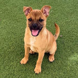 A brown puppy with floppy ears sitting on green grass, smiling with its tongue out.