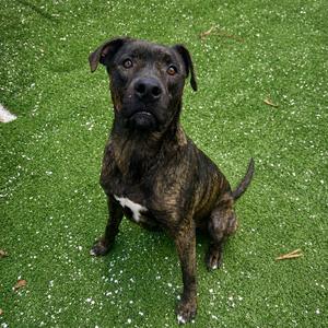 A brindle colored dog with a white patch on its chest sits on a green, artificial turf surface.
