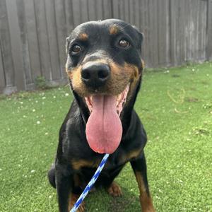 April AKA Nova 8542, Rottweiler, senior, available for adoption