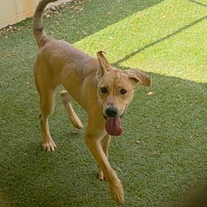 A light brown dog with a long tail and floppy ears is walking on green artificial grass, its tongue hanging out.
