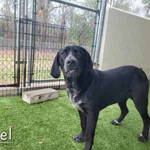 Axel 0492, Retriever, Black Labrador, adult, available for adoption