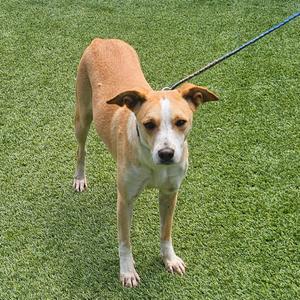 A light brown and white dog stands on green grass, attached to a leash.