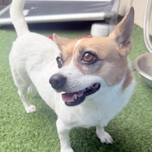 A small, white and brown dog with its tongue slightly out, looking to the right. The dog is standing on a green surface that resembles artificial grass.