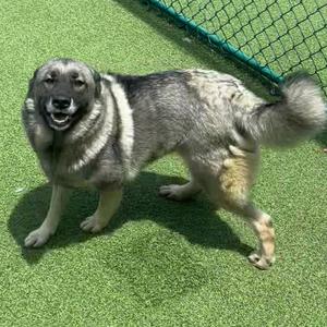 Astrid 2549, Elkhound, Norwegian, adult, available for adoption