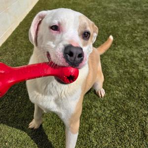 Arrow 5860, Retriever, Yellow Labrador, adult, available for adoption