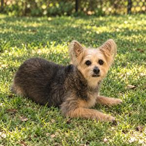A small dog with a shaggy coat is lying on a grassy lawn. The dog has a mix of brown and black fur, with a lighter face and ears. It is looking directly at the camera with its ears perked up. The background is a green lawn with some trees and bushes in the distance.