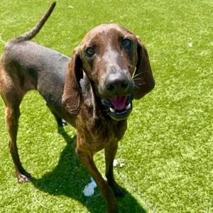 Babadook 0477, Coonhound, adult, available for adoption