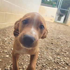 A close-up of a brown puppy's face with large, soulful eyes looking directly at the camera. The puppy has floppy ears and a white marking on its forehead. The background appears to be an outdoor enclosure with gravel on the ground and a chain-link fence in the distance.