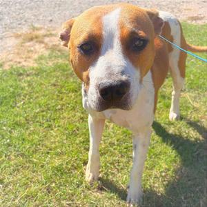 A brown and white dog standing on grass, looking directly at the camera with a leash attached to its collar.