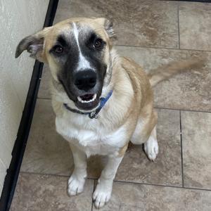 A brown and white dog with a blue collar sitting on a tiled floor.