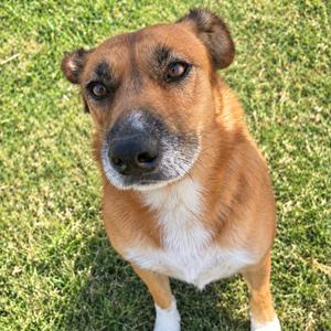 Emma, Shepherd, German, adult, available for adoption
