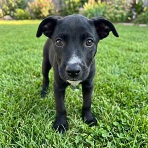 Gravy, Pinscher, Doberman, available for adoption