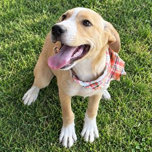 Luke, Retriever, Yellow Labrador, available for adoption