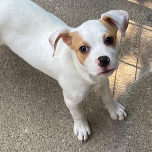 A white puppy with brown patches on its face and ears, standing on a carpeted floor.