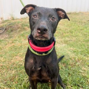 Buddy, Retriever, Labrador, senior, available for adoption