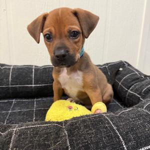 Cannoli, Mixed Breed (Medium), available for adoption