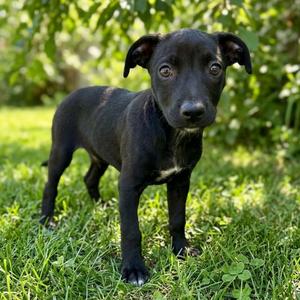 Casserole, Pinscher, Doberman, available for adoption