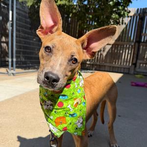 Chucky, Catahoula Leopard Dog, young, available for adoption