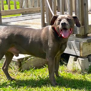 Tobiath, Weimaraner, senior, available for adoption