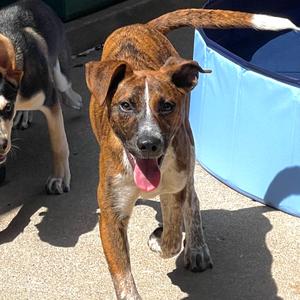 Huckleberry, Coonhound, Treeing Walker, young, available for adoption