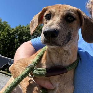 Han, Catahoula Leopard Dog, available for adoption