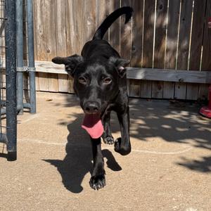 Melvin, Retriever, Labrador, adult, available for adoption