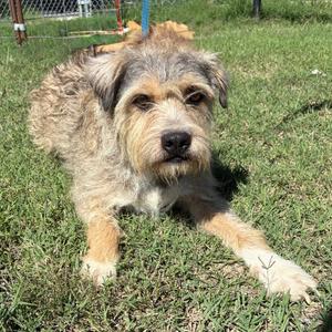 A scruffy dog with a shaggy coat lying on grass.