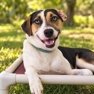 Libby, Foxhound, English, adult, available for adoption
