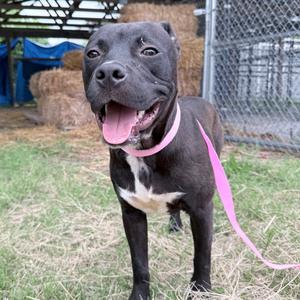 Penn, Terrier, Pit Bull, adult, available for adoption