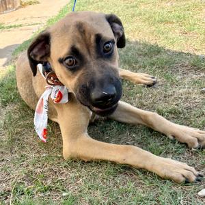 Matilda, Shepherd, German, young, available for adoption