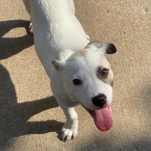 A white dog with a pink tongue sticking out, standing on a concrete surface.