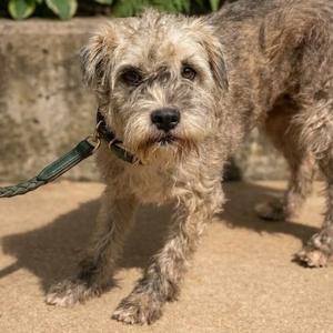 A scruffy, brown and gray dog with a shaggy coat standing on a paved surface, wearing a green collar and leash.