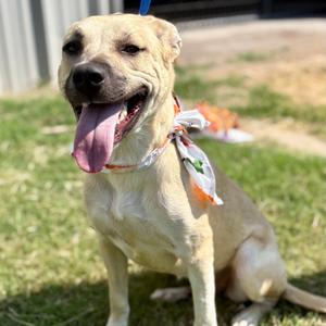 Jolene, Retriever, Labrador, adult, available for adoption