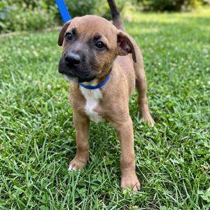 Pecan, Hound, available for adoption