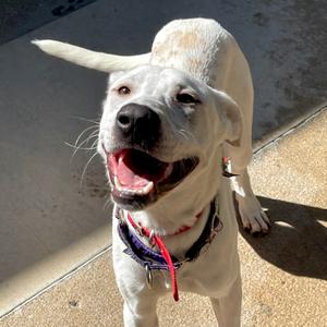 Manny, Retriever, Labrador, young, available for adoption