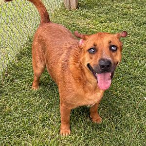 Ziva, Carolina Dog, adult, available for adoption