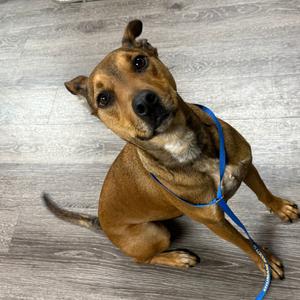 Twizzler, Hound, adult, available for adoption