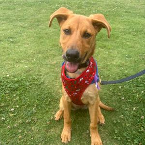 A tan-colored dog with floppy ears is sitting on a grassy lawn, wearing a red bandana with white polka dots and a blue harness. The dog is looking at the camera with its tongue slightly out.