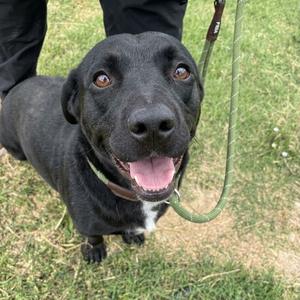 Jett, Retriever, Black Labrador, adult, available for adoption