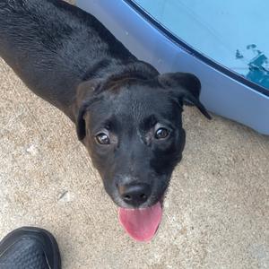 Lavender, Mixed Breed (Large), available for adoption