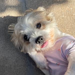A small white dog wearing a purple shirt, lying on a concrete surface with its tongue out.