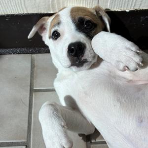 Nutmeg, Hound, available for adoption