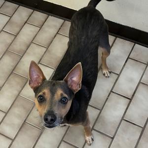 Abraham, Terrier, Manchester, adult, available for adoption