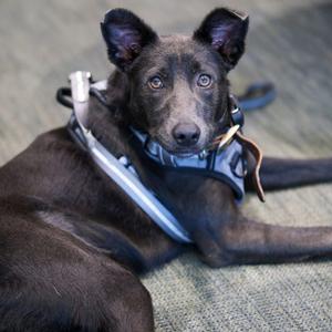 Maddie, Retriever, Labrador, adult, available for adoption