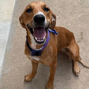 Diana, Hound, adult, available for adoption