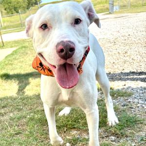 A white dog with a pink nose and tongue sticking out, wearing an orange bandana, standing on grass.