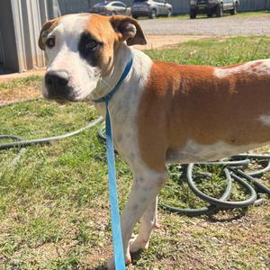 Feta, Terrier, American Pit Bull, adult, available for adoption