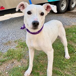 Beauty, Boxer, adult, available for adoption