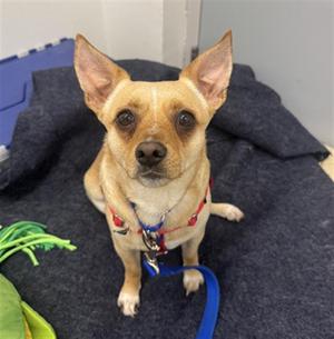 MALUCO, Chihuahua / Pit Bull Terrier, adult, available for adoption
